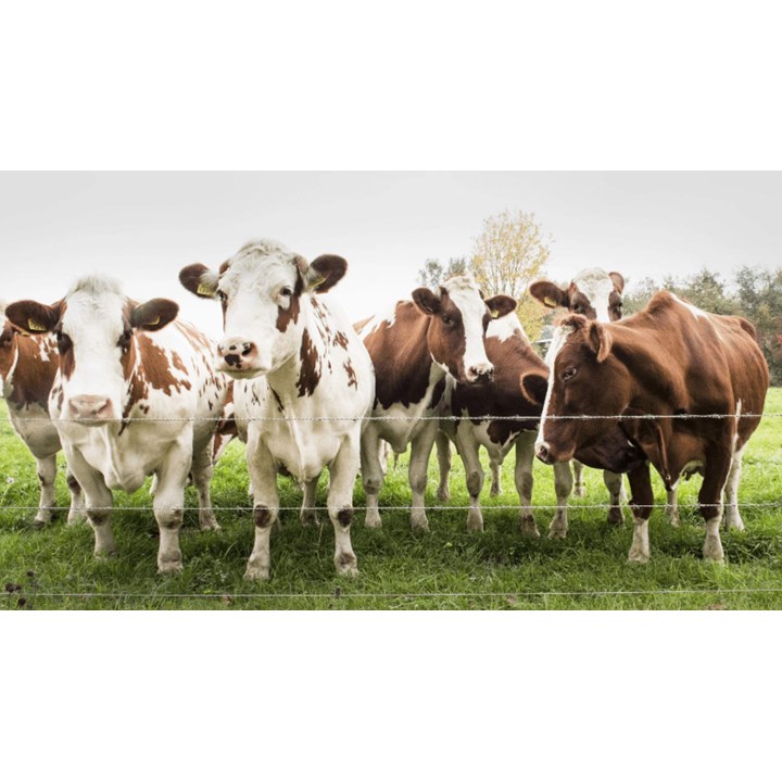 Several white and brown dairy cows stand behind a fence in a lush field.